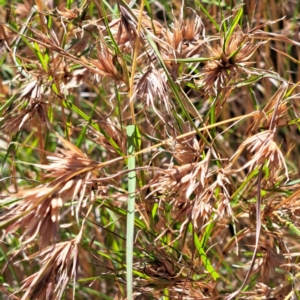 Themeda triandra at Nangus, NSW - 21 Jan 2023