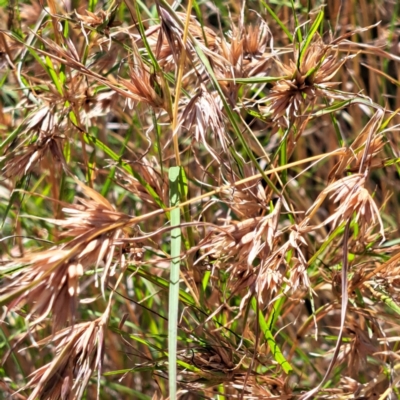 Themeda triandra (Kangaroo Grass) at Nangus, NSW - 21 Jan 2023 by abread111