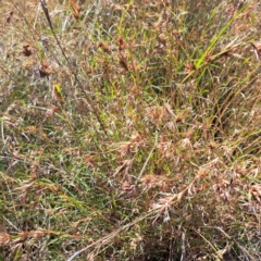 Themeda triandra at Nangus, NSW - 21 Jan 2023