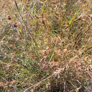 Themeda triandra at Nangus, NSW - 21 Jan 2023