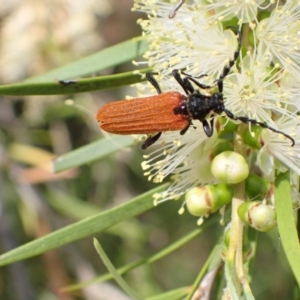 Eroschema poweri at Murrumbateman, NSW - 13 Jan 2023