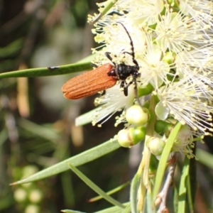 Eroschema poweri at Murrumbateman, NSW - 13 Jan 2023