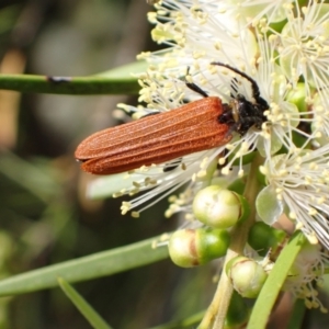 Eroschema poweri at Murrumbateman, NSW - 13 Jan 2023