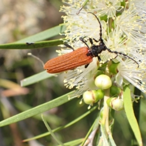 Eroschema poweri at Murrumbateman, NSW - 13 Jan 2023