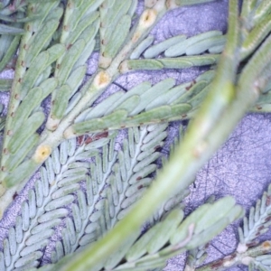 Acacia leucoclada subsp. leucoclada at Nangus, NSW - 21 Jan 2023