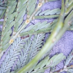 Acacia leucoclada subsp. leucoclada at Nangus, NSW - 20 Jan 2023 by abread111