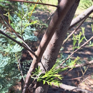 Acacia leucoclada subsp. leucoclada at Nangus, NSW - 21 Jan 2023