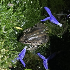 Limnodynastes peronii (Brown-striped Frog) at Lyneham, ACT - 21 Jan 2023 by HelenWay