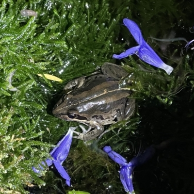 Limnodynastes peronii (Brown-striped Frog) at Lyneham, ACT - 21 Jan 2023 by HelenWay