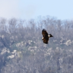 Aquila audax (Wedge-tailed Eagle) at Namadgi National Park - 21 Jan 2023 by JimL