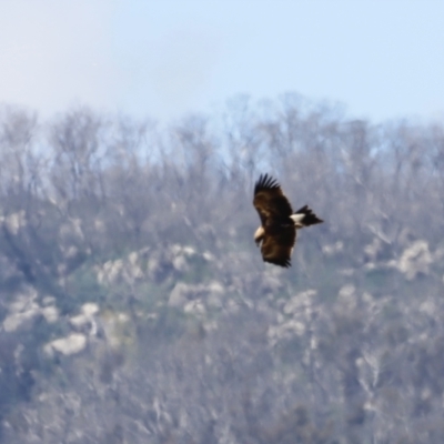 Aquila audax (Wedge-tailed Eagle) at Rendezvous Creek, ACT - 21 Jan 2023 by JimL