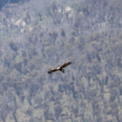 Aquila audax at Rendezvous Creek, ACT - 21 Jan 2023 02:44 PM