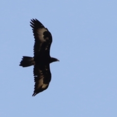 Aquila audax at Rendezvous Creek, ACT - 21 Jan 2023 02:44 PM