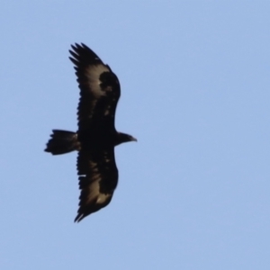 Aquila audax at Rendezvous Creek, ACT - 21 Jan 2023 02:44 PM