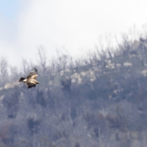 Aquila audax at Rendezvous Creek, ACT - 21 Jan 2023 02:44 PM