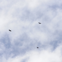 Aquila audax at Rendezvous Creek, ACT - 21 Jan 2023 02:44 PM