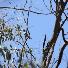 Chrysococcyx lucidus (Shining Bronze-Cuckoo) at Namadgi National Park - 21 Jan 2023 by JimL