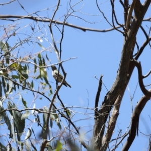 Chrysococcyx lucidus at Rendezvous Creek, ACT - 21 Jan 2023