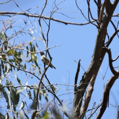 Chrysococcyx lucidus (Shining Bronze-Cuckoo) at Namadgi National Park - 21 Jan 2023 by JimL