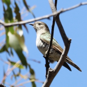 Chrysococcyx lucidus at Rendezvous Creek, ACT - 21 Jan 2023