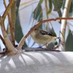 Pardalotus punctatus (Spotted Pardalote) at Namadgi National Park - 21 Jan 2023 by JimL