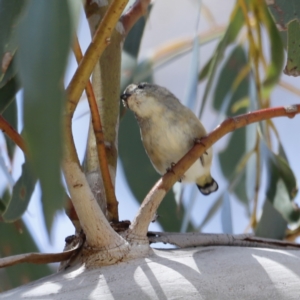 Pardalotus punctatus at Rendezvous Creek, ACT - 21 Jan 2023