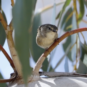 Pardalotus punctatus at Rendezvous Creek, ACT - 21 Jan 2023