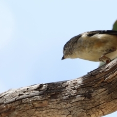 Pardalotus punctatus at Rendezvous Creek, ACT - 21 Jan 2023