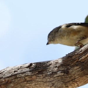 Pardalotus punctatus at Rendezvous Creek, ACT - 21 Jan 2023