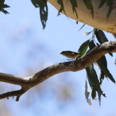 Pardalotus punctatus at Rendezvous Creek, ACT - 21 Jan 2023