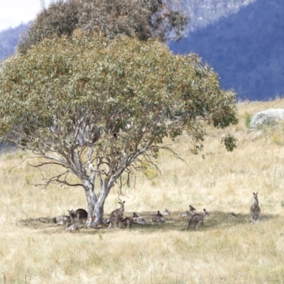 Macropus giganteus (Eastern Grey Kangaroo) at Rendezvous Creek, ACT - 21 Jan 2023 by JimL