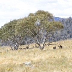 Macropus giganteus at Rendezvous Creek, ACT - 21 Jan 2023