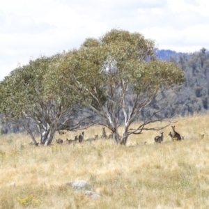 Macropus giganteus at Rendezvous Creek, ACT - 21 Jan 2023 02:43 PM