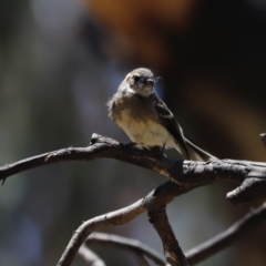 Rhipidura albiscapa (Grey Fantail) at Rendezvous Creek, ACT - 21 Jan 2023 by JimL