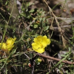 Hibbertia obtusifolia (Grey Guinea-flower) at Rendezvous Creek, ACT - 21 Jan 2023 by JimL