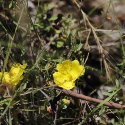 Hibbertia obtusifolia (Grey Guinea-flower) at Rendezvous Creek, ACT - 21 Jan 2023 by JimL