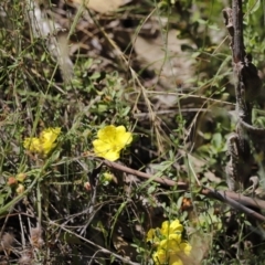 Hibbertia obtusifolia at Rendezvous Creek, ACT - 21 Jan 2023 12:08 PM