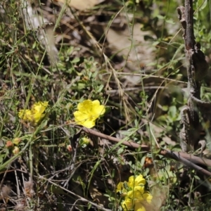 Hibbertia obtusifolia at Rendezvous Creek, ACT - 21 Jan 2023 12:08 PM