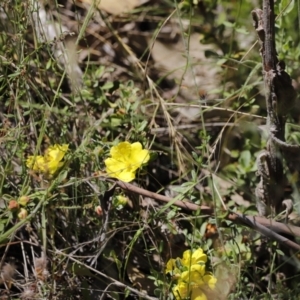 Hibbertia obtusifolia at Rendezvous Creek, ACT - 21 Jan 2023