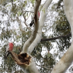 Eolophus roseicapilla (Galah) at Rendezvous Creek, ACT - 21 Jan 2023 by JimL