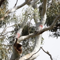 Eolophus roseicapilla at Rendezvous Creek, ACT - 21 Jan 2023