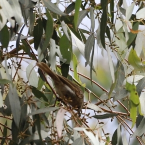 Caligavis chrysops at Booth, ACT - 21 Jan 2023