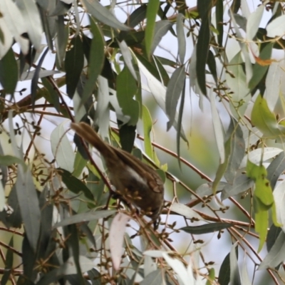 Caligavis chrysops (Yellow-faced Honeyeater) at Booth, ACT - 21 Jan 2023 by JimL