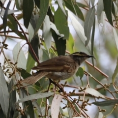 Caligavis chrysops at Booth, ACT - 21 Jan 2023 09:30 AM