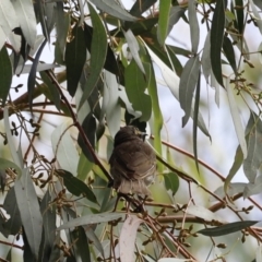 Caligavis chrysops at Booth, ACT - 21 Jan 2023