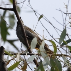 Caligavis chrysops at Booth, ACT - 21 Jan 2023