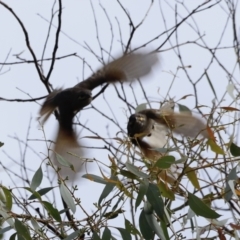 Caligavis chrysops at Booth, ACT - 21 Jan 2023 09:30 AM