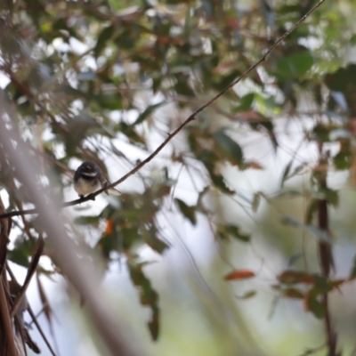 Rhipidura albiscapa (Grey Fantail) at Rendezvous Creek, ACT - 21 Jan 2023 by JimL