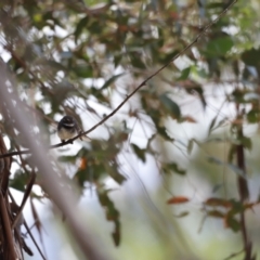 Rhipidura albiscapa at Rendezvous Creek, ACT - 21 Jan 2023