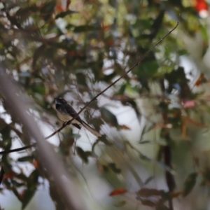 Rhipidura albiscapa at Rendezvous Creek, ACT - 21 Jan 2023